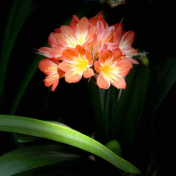 Meet your Posher - Picture 1 of 1